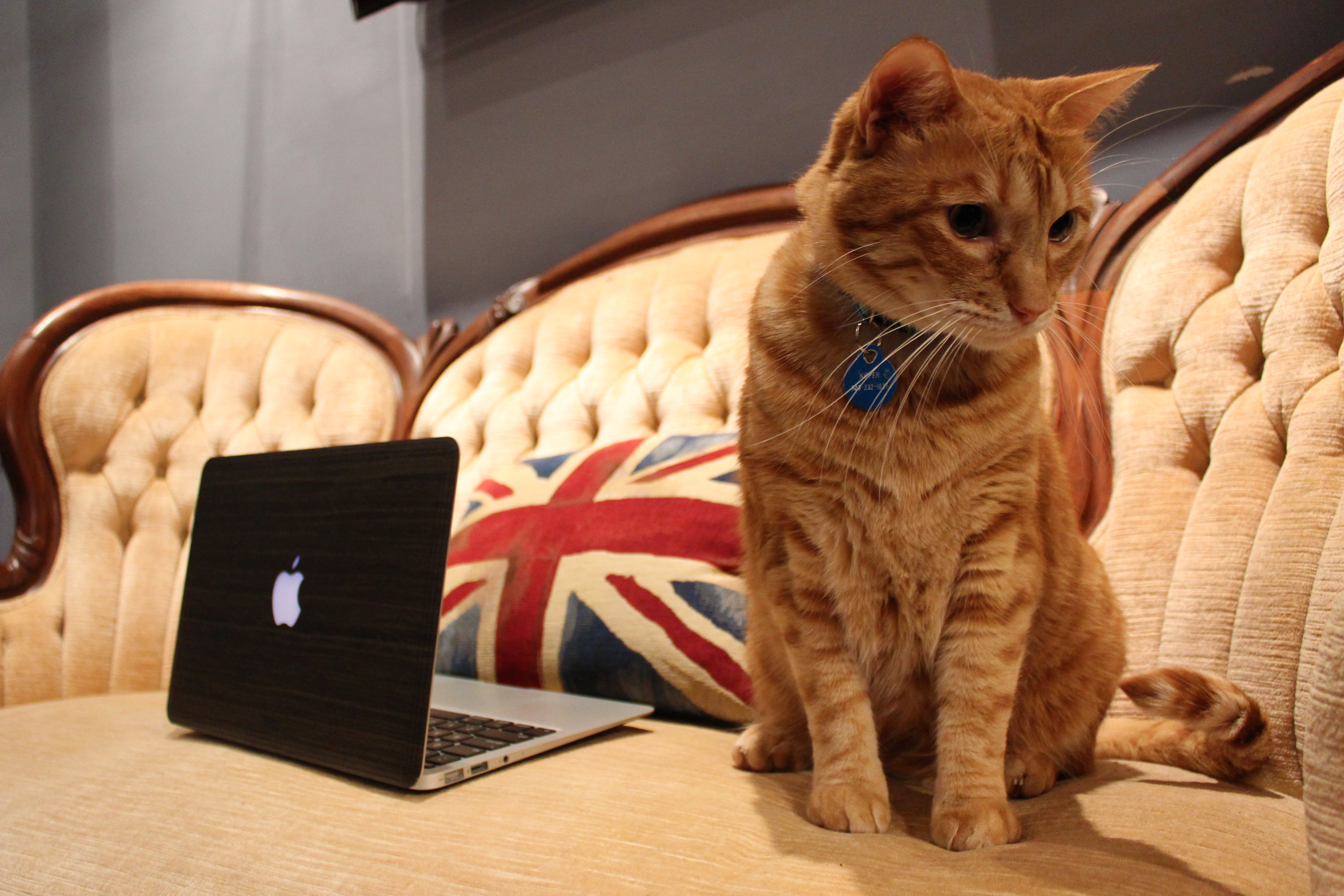 catbook.jpg catbook.jpg